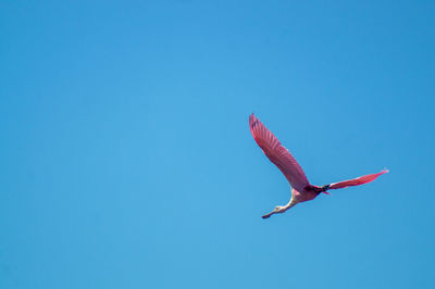 Low angle view of a bird flying