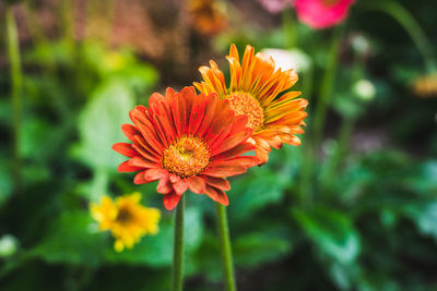 Close-up of orange flower