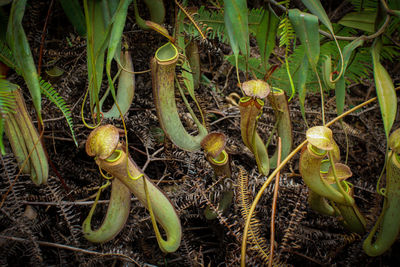 High angle view of plants growing on field