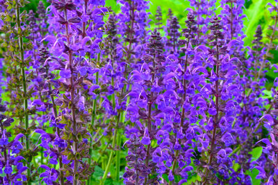 Close-up of purple flowers blooming outdoors