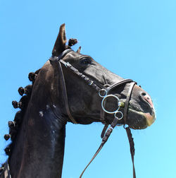 Close-up of horse against clear blue sky