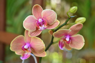 Close-up of pink orchids