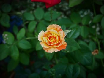 Close-up of rose against blurred background