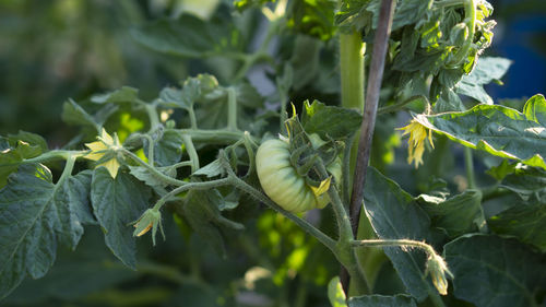 Green tomato in greenhouse with greenhouse effect. growing tomatoes, blooming, ovary. sunny day.