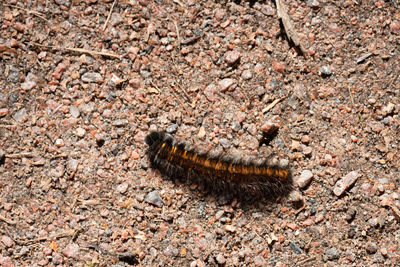 High angle view of insect on land