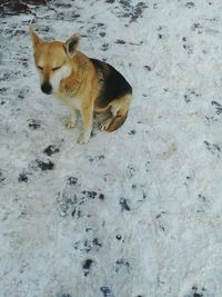 High angle view of a dog on snow