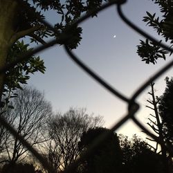 Low angle view of trees against sky