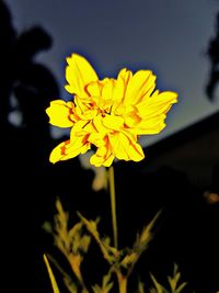 Close-up of yellow flower blooming outdoors