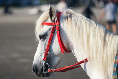 Close-up of a horse