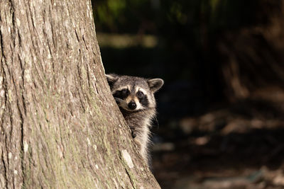 Young raccoon procyon lotor marinus forages for food in naples florida among the forest.