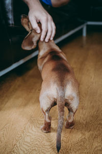 Midsection of woman with dog at home