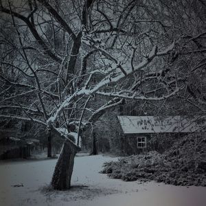 Bare trees on snow covered landscape during winter