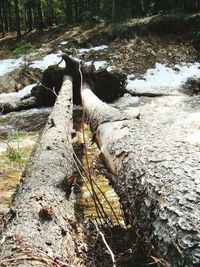 Close-up of water on tree