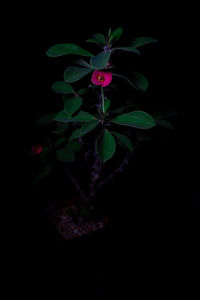 Close-up of small plant against black background