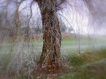 Bare trees on field in forest