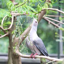 Close-up of bird perching on branch