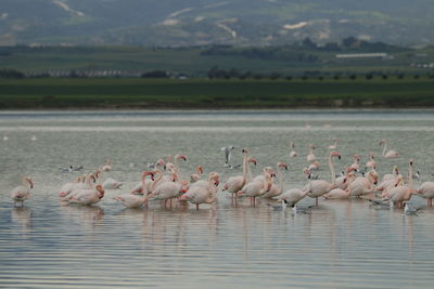 Swans in lake