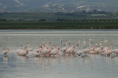 Flamingo birds in salt lake