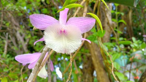 Close-up of pink flower blooming outdoors