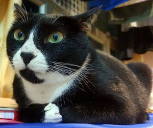 Close-up portrait of cat sitting