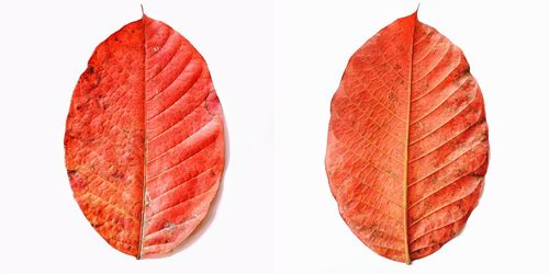 Close-up of orange leaf against white background