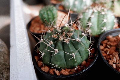 High angle view of potted plants