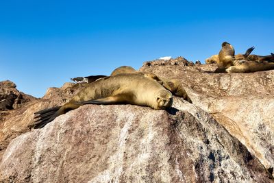 In patagonia, sea lion watching