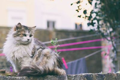 Close-up of cat sitting outdoors