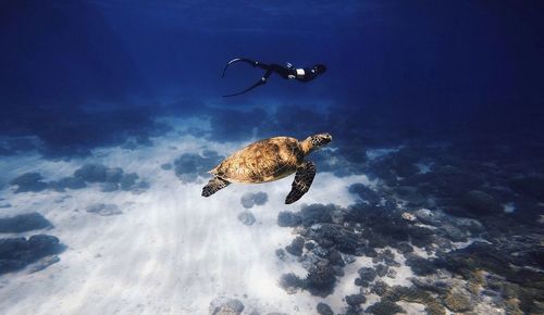 Jellyfish swimming in sea