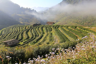 Scenic view of agricultural field