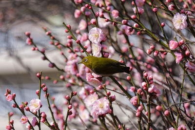 Close-up of bird perching on plant