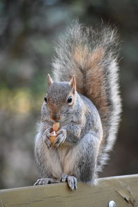 Close-up of squirrel eating wood