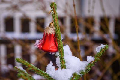 Close-up of frozen plant