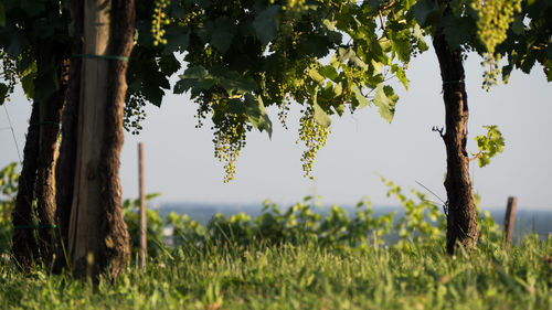 Scenic view of trees on field against sky