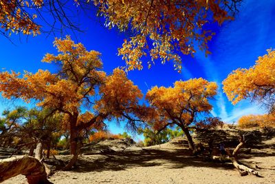 Scenic view of trees against sky