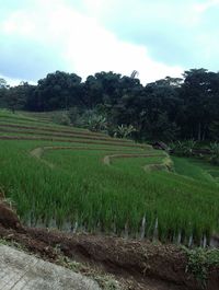 Scenic view of agricultural field against sky