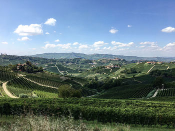 Vineyard landscape of piedmont