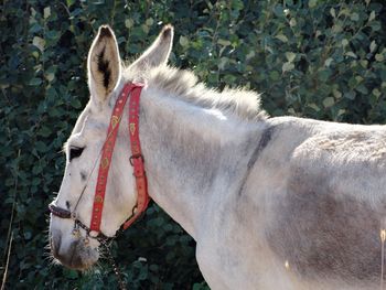 Close-up of white horse on field