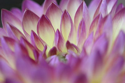 Macro shot of purple flowering plant