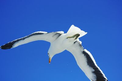 Low angle view of seagull flying against clear blue sky