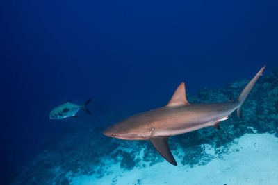 Fish swimming in sea