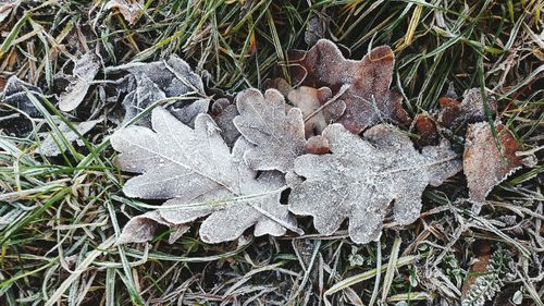 High angle view of leaves on field