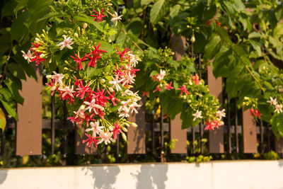 Close-up of pink flowering plants