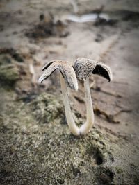 Close-up of a lizard on rock