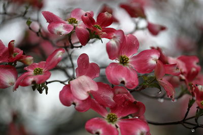 Close-up of pink flowering plant