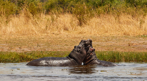 Side view of horse in river