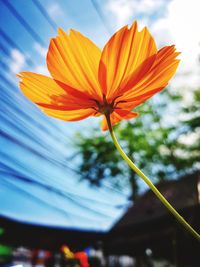 Low angle view of orange flowering plant against sky