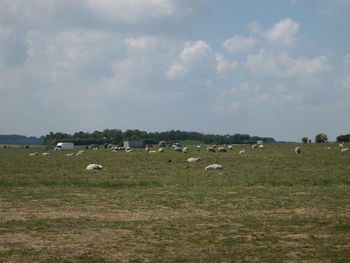 Flock of sheep on grassy field against sky