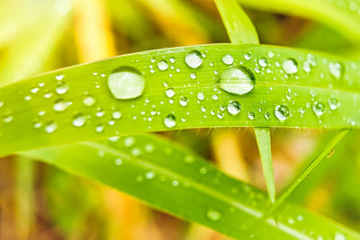 Close-up of water drops on leaf