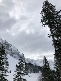 Pine trees on snowcapped mountains against sky